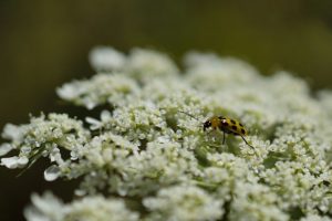 Wild Carrot Plant with White Flowers - Orange Ladybug