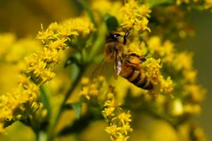 Honey bee landed on a Canada Goldenrod plant with yellow flowers