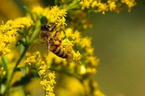 Honey bee landed on a Canada Goldenrod plant with yellow flowers