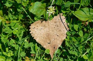 Heart shaped dry leaf on a green vegetation 