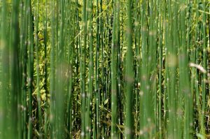 Horsetail Plant - Equisetum hyemale 