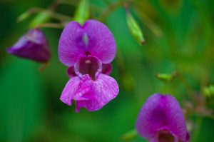 Flora - Himalayan balsam Plant with purple flowers