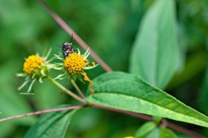 Fauna - Japanese beetle - brown and green insects