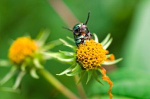 Fauna - Japanese beetle - brown and green insects