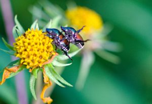 Fauna - Japanese beetle - brown and green insects