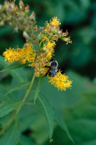 Fauna - bumblebee landed on yellow flowers