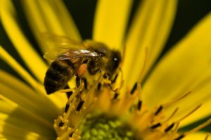 Honey bee landed on a Cup Plant (silphium perfoliatum) with yellow flowers