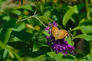 Fauna - Painted lady insect landed on purple flowers