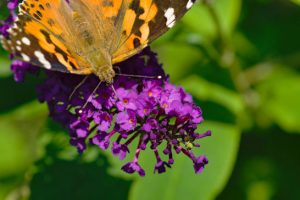 Fauna - Painted lady insect landed on purple flowers