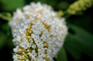 Flora - Buddleia alternifolia plant (white bouquet) with white flowers 