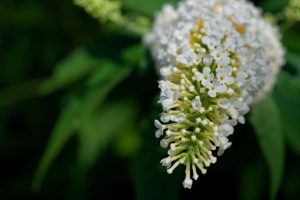 Flora - Buddleia alternifolia plant (white bouquet) with white flowers