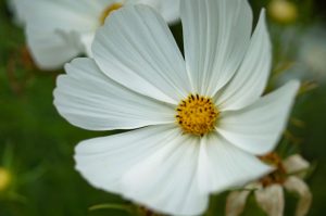 Macro - White and Yellow Flower 