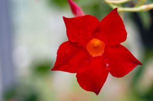 Flora - Brazilian Jasmine plant with red star shaped flower 
