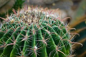 Flora - Parodia magnifica plant - cactus - macro