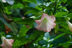 Flora – Trumpet plant with white flowers