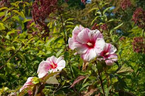 City Gardens – Hibiscus plant with pink flowers