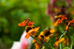 City Gardens – Helenium Autumnale Red Gold Yellow Flowers