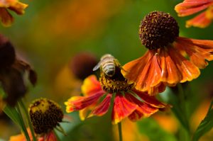 City Gardens – Helenium Autumnale Red Gold Yellow Flowers - Bee