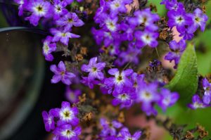 Flora - Heliotrope Plant with Purple and White Flowers