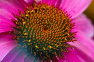 Macro - Flora – Purple Coneflower Plant With Purple Flowers