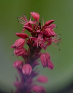 Flora - Red Bistort Plant with Red Flowers