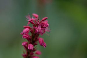Flora - Red Bistort Plant with Red Flowers