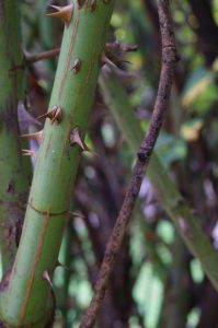 Flora - Rose Plant Branches With Thorns