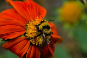 Macro - Bumblebee landed on a Tithonia Mexican Red Sunflower