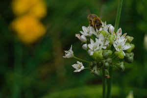 Bumblebee landed on a Star of Bethlehem Plant with White Flowers