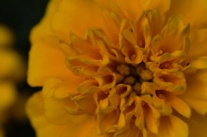 Flora - Marigold Plant With Yellow Flowers - macro