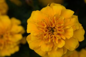 Flora - Marigold Plant With Yellow Flowers