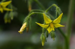 Flora - Tomato Plant with Yellow Flowers 