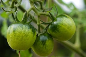 Flora - Tomato Plant with Green Fruits